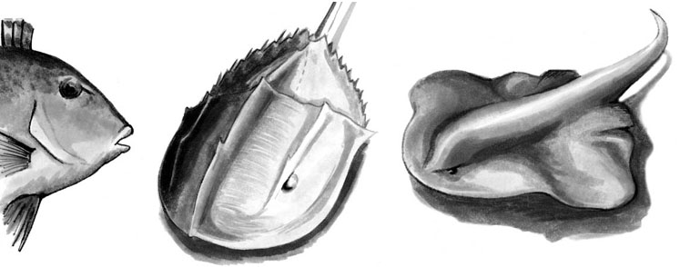 Grayscale marker drawings of a grouper, a horseshoe crab, and a ray